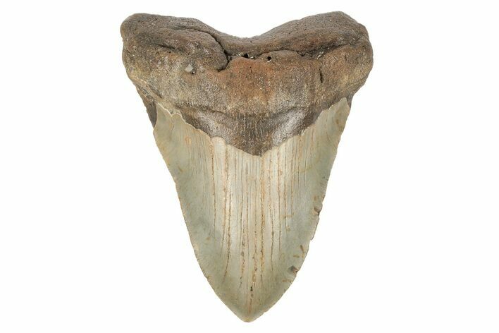 Serrated, Fossil Megalodon Tooth - North Carolina #192867
